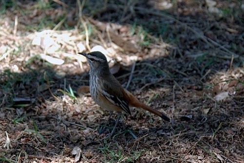 Kenia (37)
